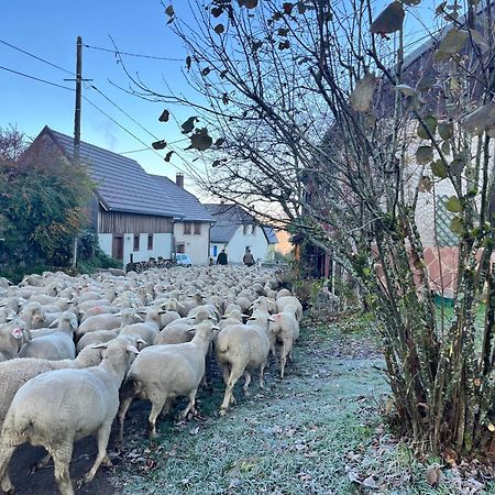 Maison Independante De Montagne En Alsace Bellefosse Екстер'єр фото