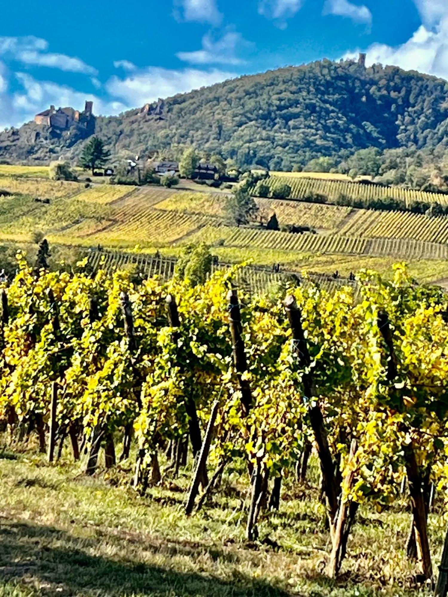 Maison Independante De Montagne En Alsace Bellefosse Екстер'єр фото