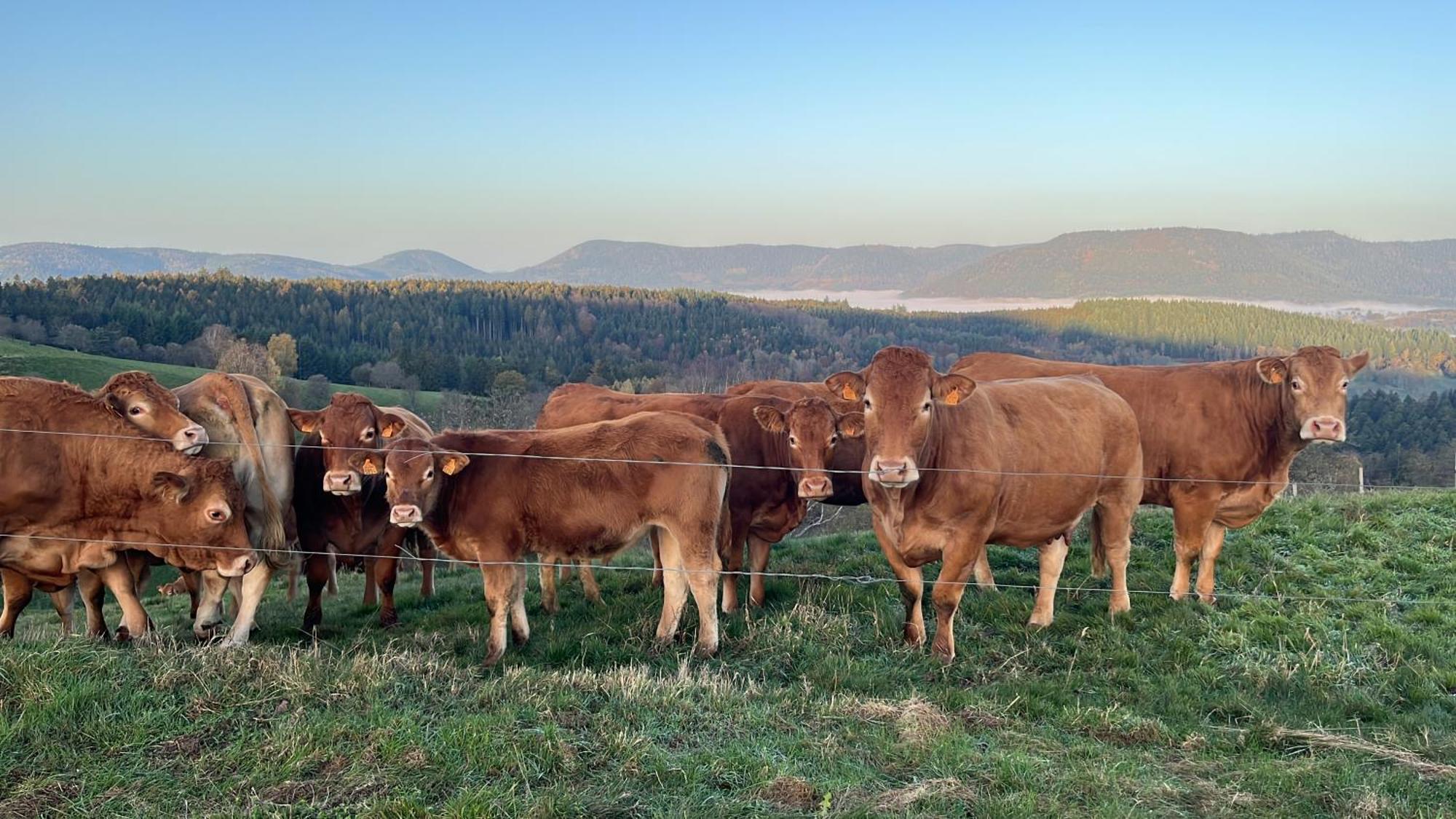 Maison Independante De Montagne En Alsace Bellefosse Екстер'єр фото