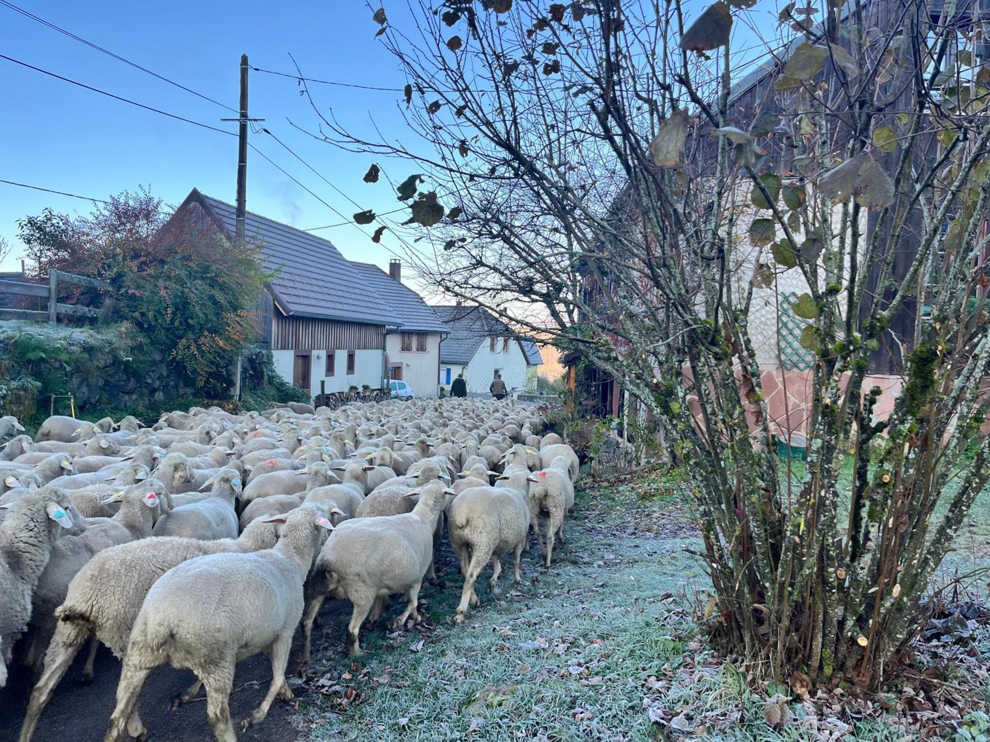 Maison Independante De Montagne En Alsace Bellefosse Екстер'єр фото